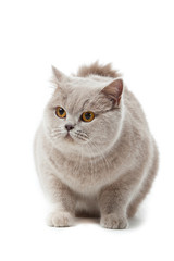 Canvas Print - British shorthair cat on a white background.