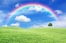 Green Field With Lone Tree And Rainbow