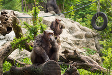 The Chimpanzee On A Rock At The Zoo