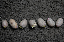 Potatoes Which Is Ready To Growing