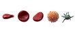 Blutbahn mit Erythrozyten (rote Blutkörperchen)