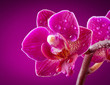 mini orchid on pink background 