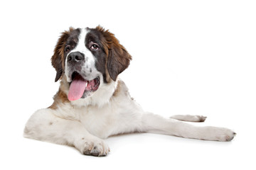 Wall Mural - St Bernard puppy