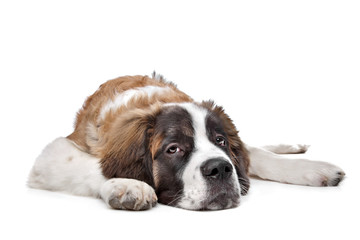 Wall Mural - St Bernard puppy