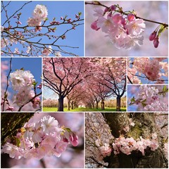 Fotomurales - Collage with pictures of Japanese cherry blossoms