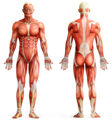 anatomy, muscles