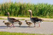 Family Of Geese Walking On The Roadside