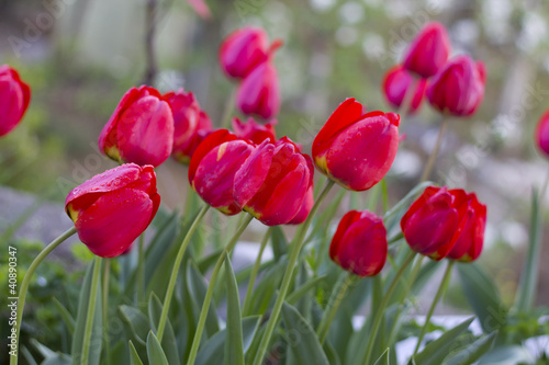 Naklejka nad blat kuchenny Red Tulips