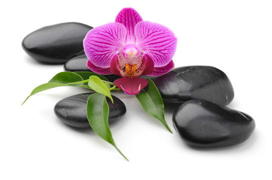 Fototapete -  - orchid