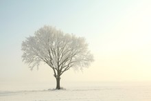 Lonely Tree In A Field On A Sunny Winter Morning