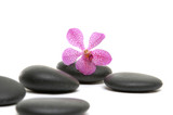 Fototapeta  - macro of orchid and on black stones