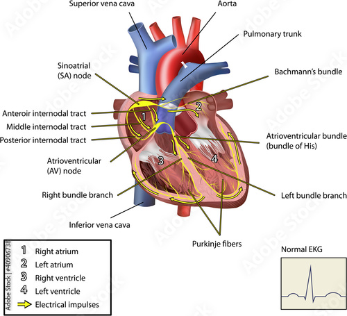 Nowoczesny obraz na płótnie The Electrical System of The Heart Vector