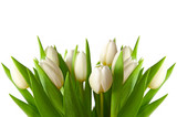 Fototapeta Tulipany - Tulpen,Hintergrund