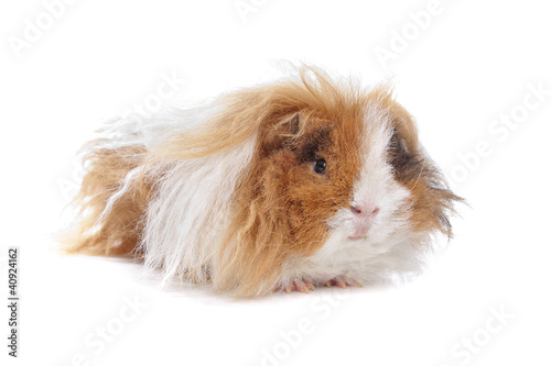 Long Haired Guinea Pig Buy This Stock Photo And Explore Similar