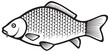 Carp fish (Common carp)