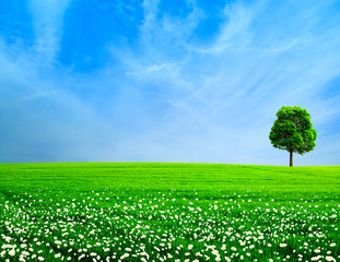 Abstract rural landscape. Green meadow under the blue skies