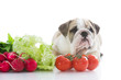 English bulldog puppy with vegetables