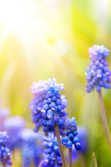 Aufkleber - Art  beautiful spring flowers background