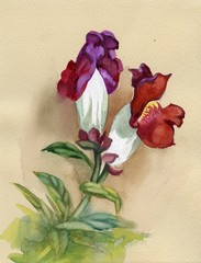 Wall Mural - Antirrhinum flowers