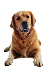 Wall Mural - golden retriever