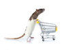 rat and the shopping cart. a rat with a basket