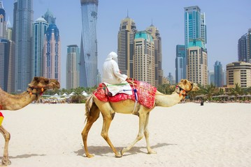 Dubai Camel on the town scape backround, United Arab Emirates.