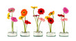 Four Gerbera flowers in a crystal flower pot in row isolated