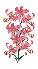 Wall Mural - pink isolated lily illustration