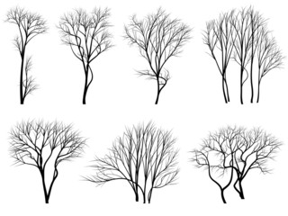 Wall Mural - Silhouettes of trees without leaves.