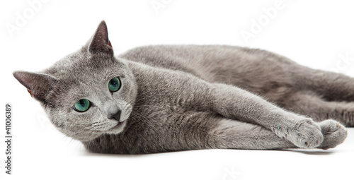 Russian Blue Cat On White Buy This Stock Photo And Explore