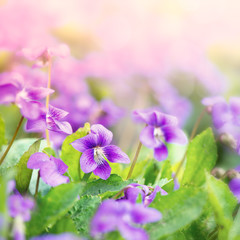 Fototapete - Sweet Violets (viola odorata)