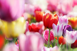 tulpenblüte