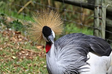 Wall Mural - beautiful and colorful Grey Crowned Crane