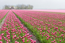 Big Field With Numerous Of Red And Purple Tulips In The Netherla