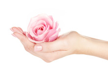 Pink Rose With Hands On White Background