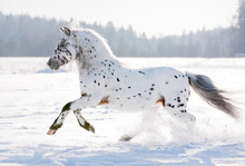 Appaloosa Pony Runs Free Through The Winter Field