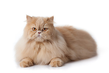 Canvas Print - persian cat isolated on white. Persian cat portrait