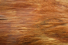 Bark Texture Of Palm Tree