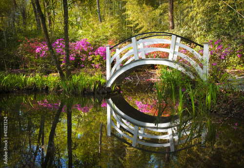 Fototapeta na wymiar Blooming Spring Azalea Flowers Garden Nature South Charleston SC