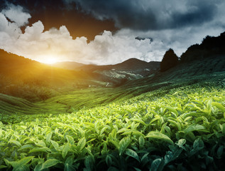 Tea plantation