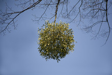 Mistletoe Growing On A Tree