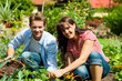 © Kzenon - Gardening in summer - couple harvesting