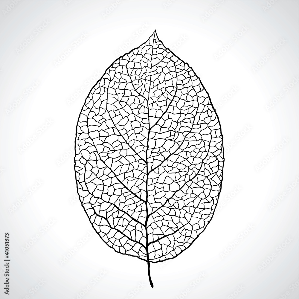Black macro leaf natural isolated. Vector illustration. - obrazy, fototapety, plakaty 