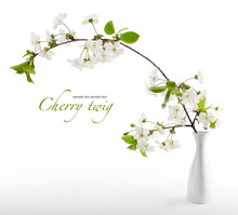 Cherry Twig In Bloom