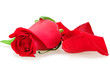Red bud-flower of rose