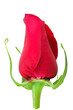 Bud-flower of rose