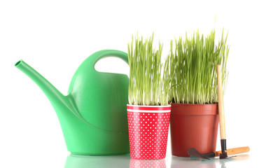 Green grass in two flowerpot isolated on white