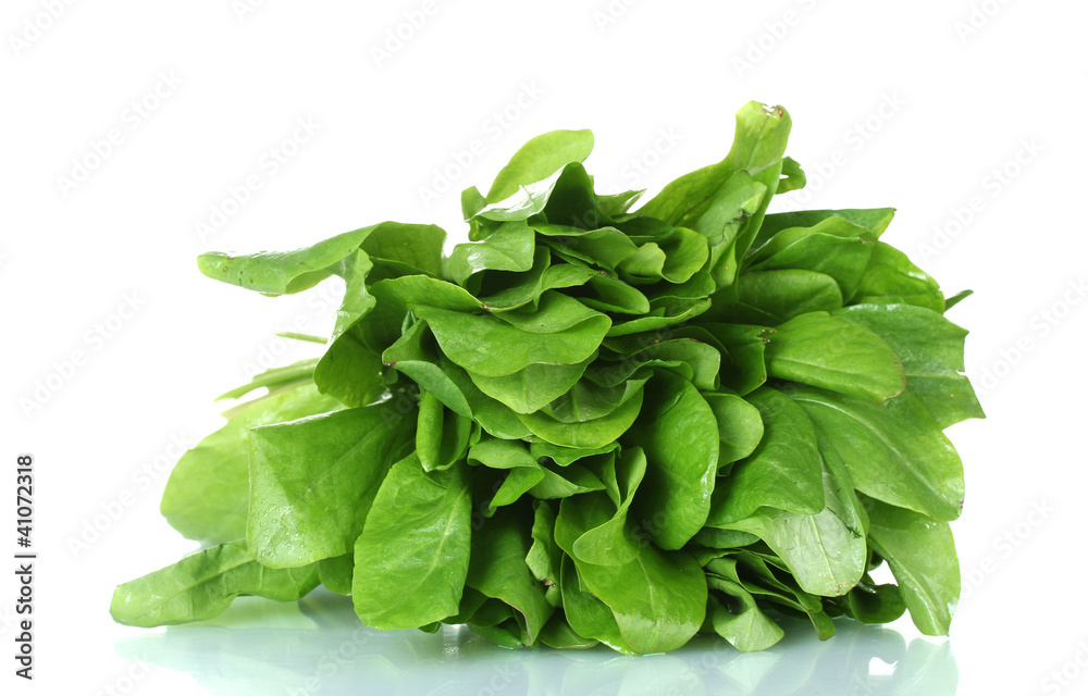 sorrel isolated on white
