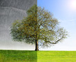 Rain vs Sun concept