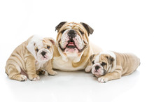 Cute English Bulldog Family Isolated